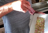 Mahi Mahi Instagram Story: Saltbaking with Shep Gordon & Questlove