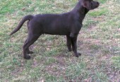 New Puppy Wabo