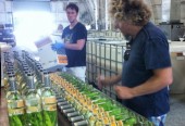 Making rum in Hawaii, you can too!