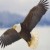 Eagles Fly Fan's picture