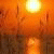 AnthonyPam's picture