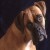 FIDO's picture