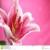 Stargazer's picture