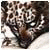 Danieljaw's picture