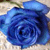 Alsuwer's picture