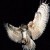 darkforestgreathornedowl's picture