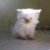 sushicat's picture